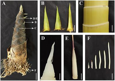 New Insights Into the Local Auxin Biosynthesis and Its Effects on the Rapid Growth of Moso Bamboo (Phyllostachys edulis)
